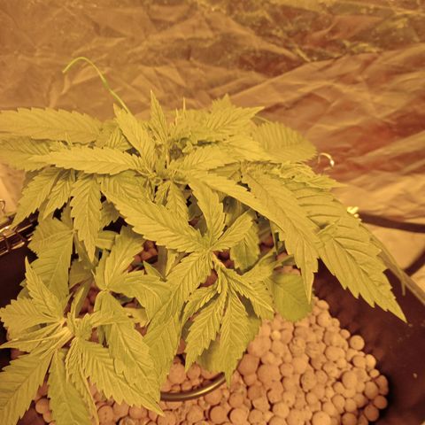 D - 🦍glue #4 growlog timeline photo