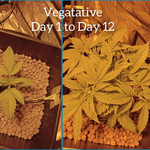 B - 🦍glue #4 growlog timeline photo