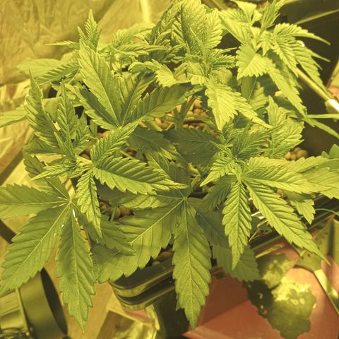 A - 🦍glue #4 growlog timeline photo
