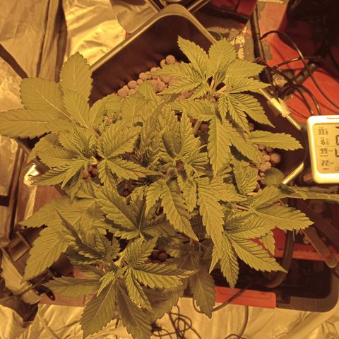 A - 🦍glue #4 growlog timeline photo