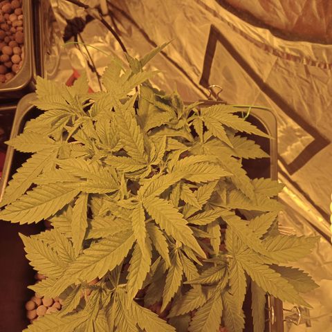 B - 🦍glue #4 growlog timeline photo