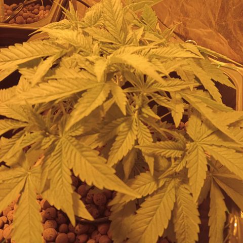 B - 🦍glue #4 growlog timeline photo