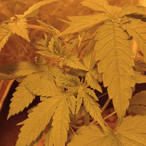 C - 🦍glue #4 growlog timeline photo