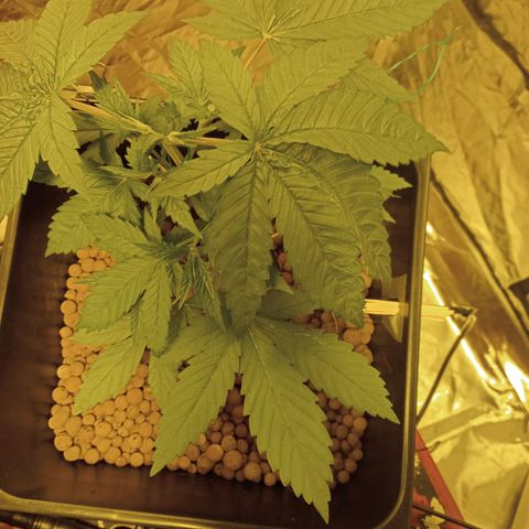 C - 🦍glue #4 growlog timeline photo