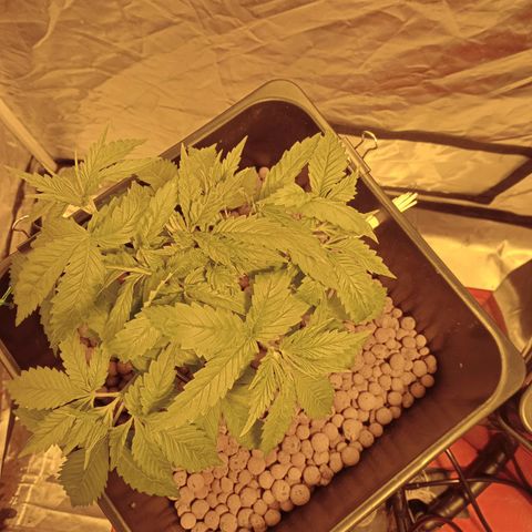 D - 🦍glue #4 growlog timeline photo