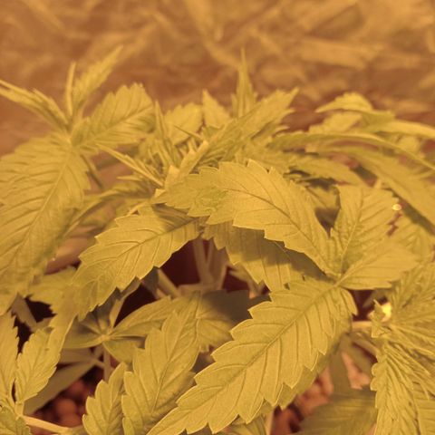 D - 🦍glue #4 growlog timeline photo