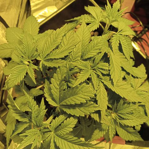 A - 🦍glue #4 growlog timeline photo