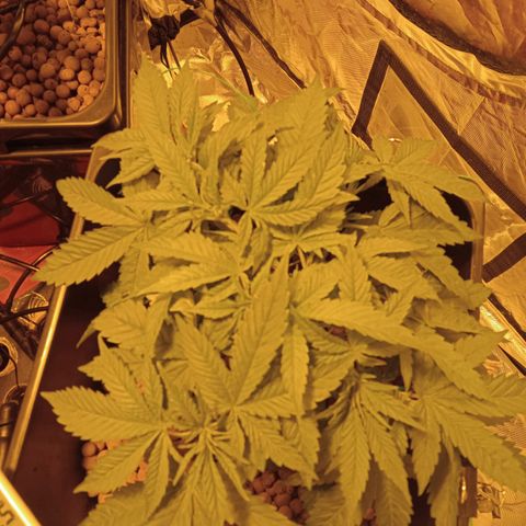 B - 🦍glue #4 growlog timeline photo