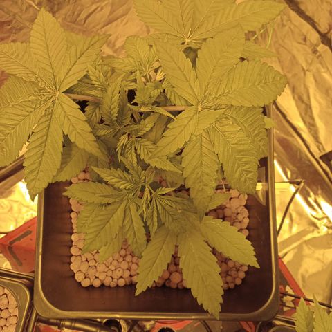 C - 🦍glue #4 growlog timeline photo