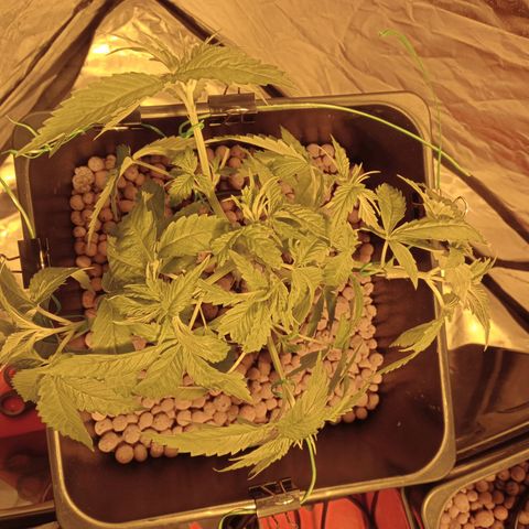 D - 🦍glue #4 growlog timeline photo