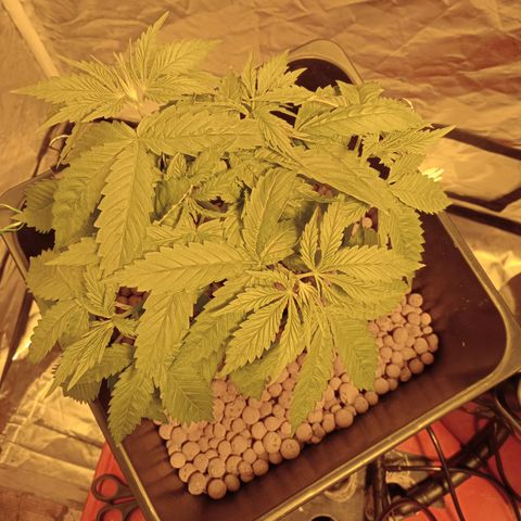 D - 🦍glue #4 growlog timeline photo