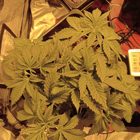 A - 🦍glue #4 growlog photo: Pre trim & LST