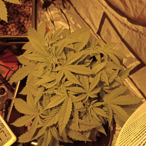 B - 🦍glue #4 growlog photo: Pre trim & LST