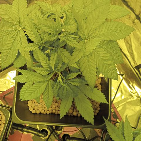 C - 🦍glue #4 growlog photo: Pre trim & LST