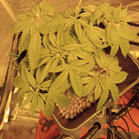 D - 🦍glue #4 growlog photo: Pre trim & LST