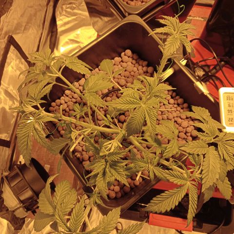 A - 🦍glue #4 growlog timeline photo