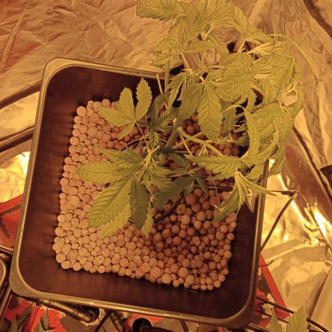 C - 🦍glue #4 growlog timeline photo