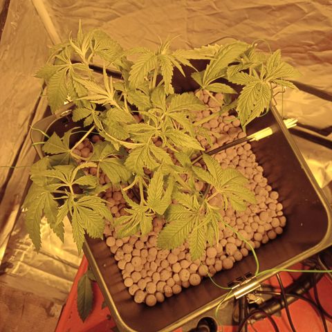 D - 🦍glue #4 growlog timeline photo