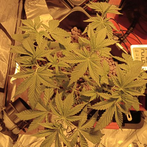 A - 🦍glue #4 growlog timeline photo