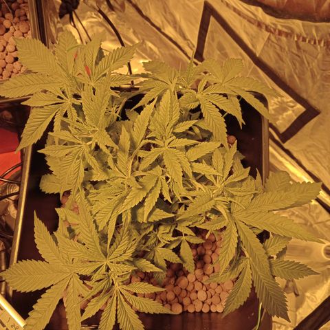 B - 🦍glue #4 growlog timeline photo