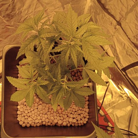 C - 🦍glue #4 growlog timeline photo