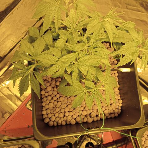 D - 🦍glue #4 growlog timeline photo