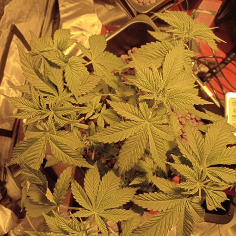A - 🦍glue #4 growlog timeline photo