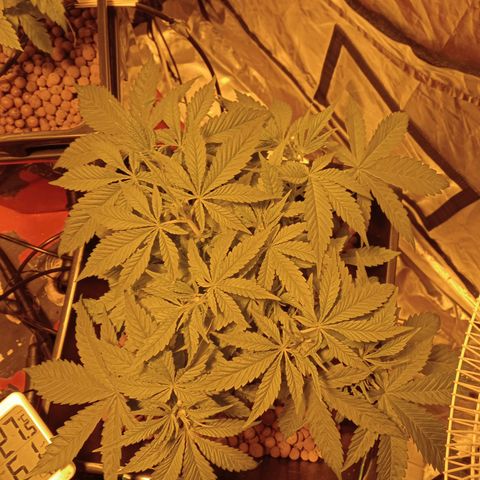 B - 🦍glue #4 growlog timeline photo