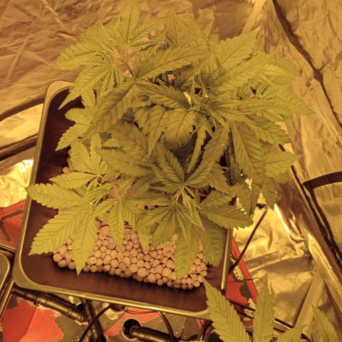 C - 🦍glue #4 growlog timeline photo