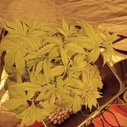 D - 🦍glue #4 growlog timeline photo