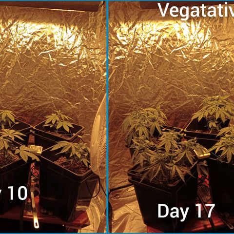 C - 🦍glue #4 growlog timeline photo