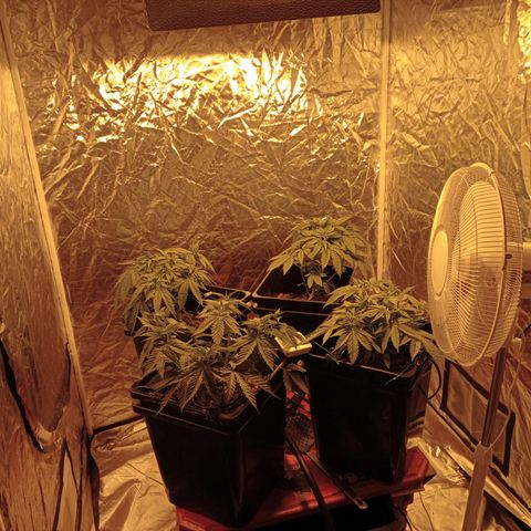 C - 🦍glue #4 growlog timeline photo