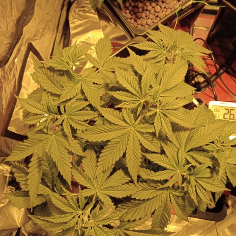 A - 🦍glue #4 growlog timeline photo