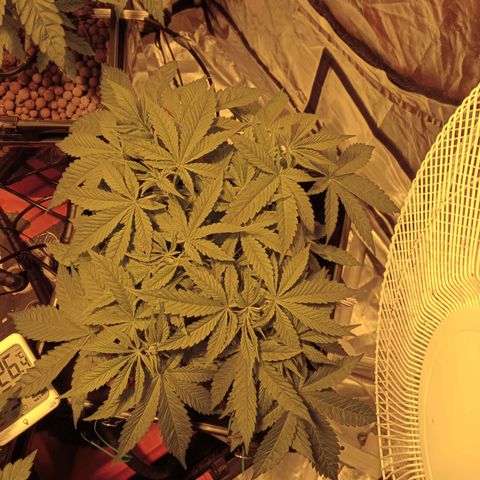 B - 🦍glue #4 growlog timeline photo