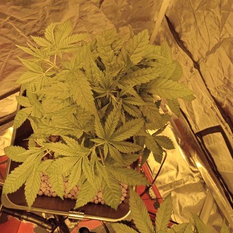 C - 🦍glue #4 growlog timeline photo
