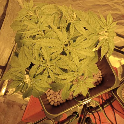 D - 🦍glue #4 growlog timeline photo