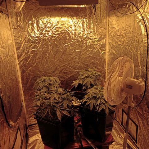 C - 🦍glue #4 growlog timeline photo