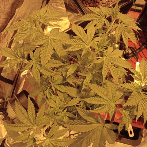 A - 🦍glue #4 growlog timeline photo