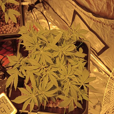 B - 🦍glue #4 growlog timeline photo