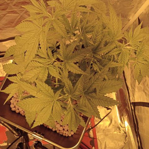 C - 🦍glue #4 growlog timeline photo