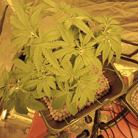 D - 🦍glue #4 growlog timeline photo