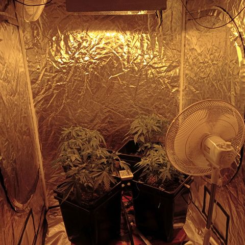 C - 🦍glue #4 growlog timeline photo