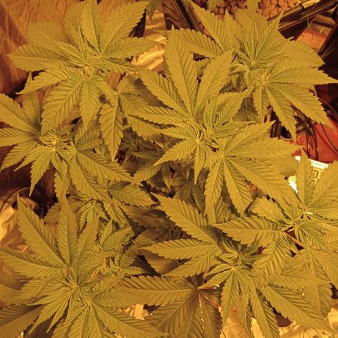 A - 🦍glue #4 growlog timeline photo