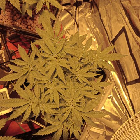 B - 🦍glue #4 growlog timeline photo