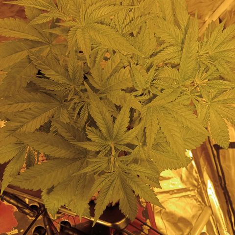 C - 🦍glue #4 growlog timeline photo