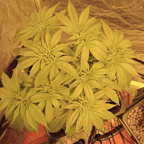 D - 🦍glue #4 growlog timeline photo