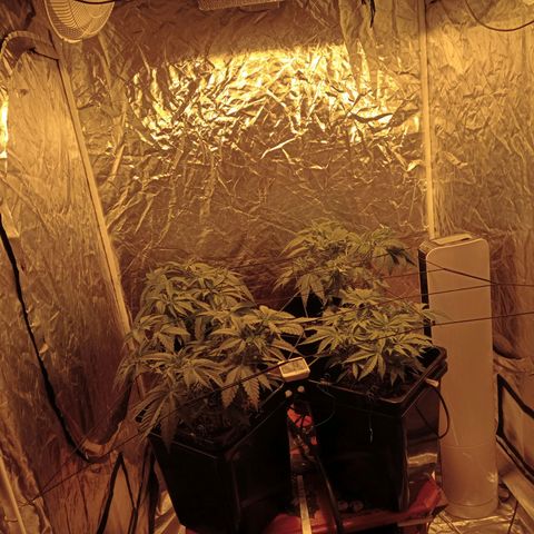 C - 🦍glue #4 growlog timeline photo