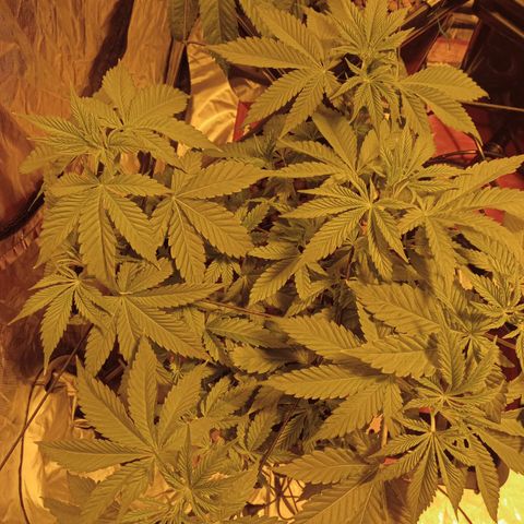 A - 🦍glue #4 growlog timeline photo