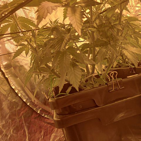 A - 🦍glue #4 growlog timeline photo