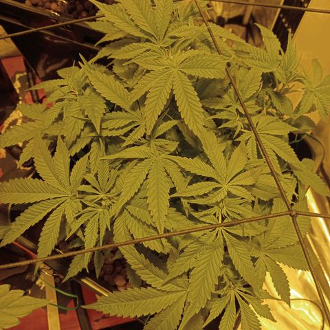 B - 🦍glue #4 growlog timeline photo